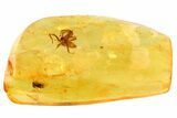 Detailed Fossil Spider (Araneae) In Baltic Amber #357895-1